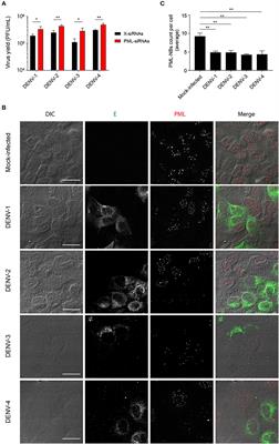 Dengue Non-structural Protein 5 Polymerase Complexes With Promyelocytic Leukemia Protein (PML) Isoforms III and IV to Disrupt PML-Nuclear Bodies in Infected Cells